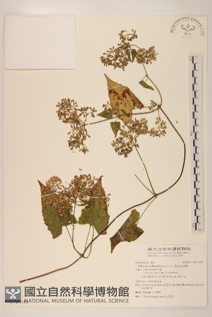 蔓澤蘭藏品圖，第1張