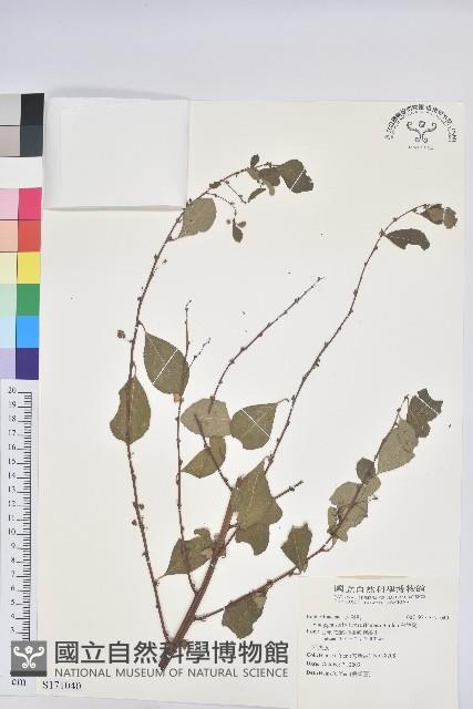 白飯樹藏品圖，第1張