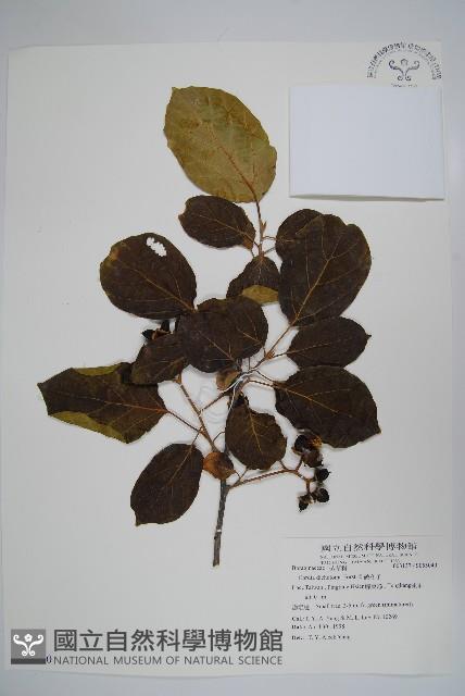 破布子藏品圖，第1張