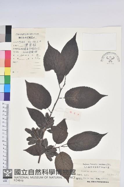 杜仲藏品圖，第1張