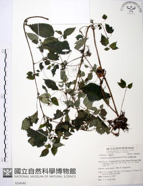 長梗盤花麻藏品圖，第1張