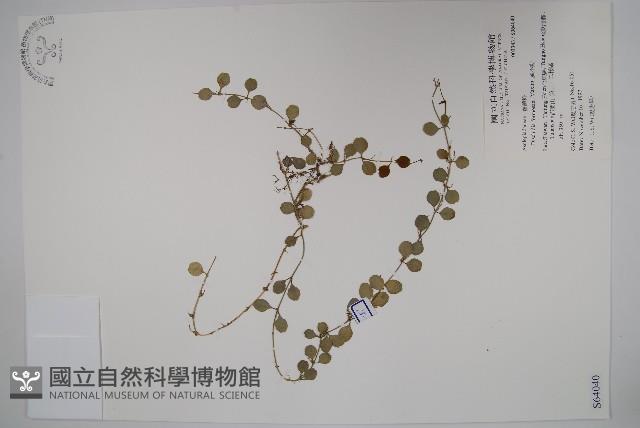 風不動藏品圖，第1張