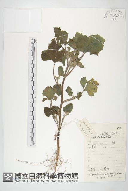 蒼耳藏品圖，第1張