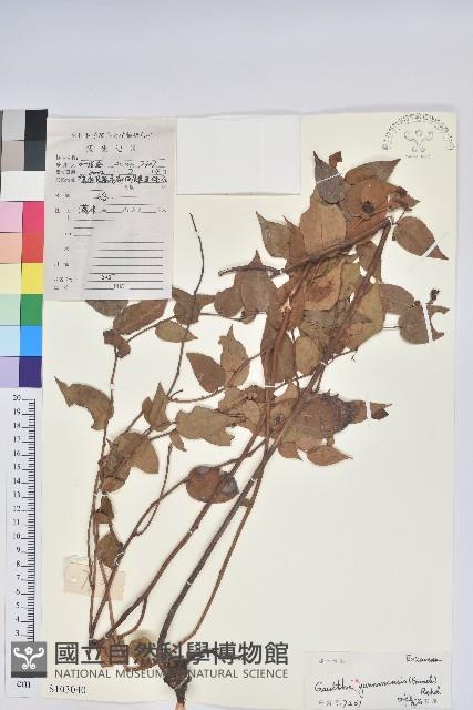 滿山香藏品圖，第1張