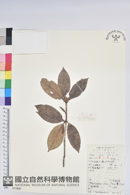 馬銀花藏品圖，第1張