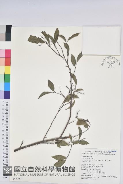 密花五月茶藏品圖，第1張