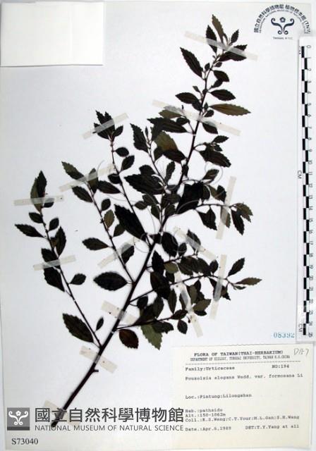 水雞油藏品圖，第1張