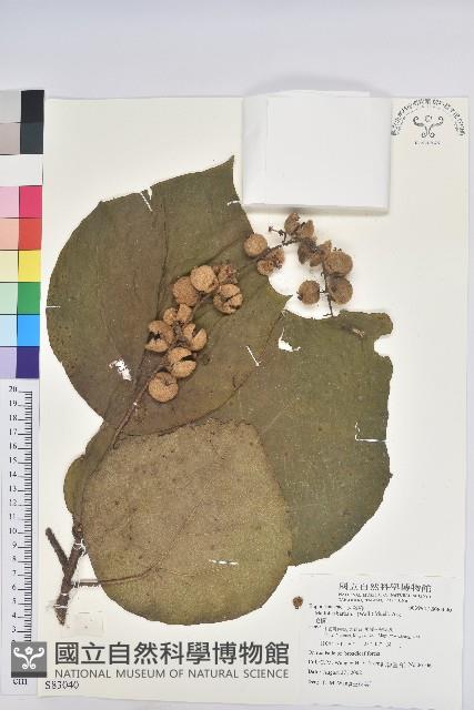 毛桐藏品圖，第1張