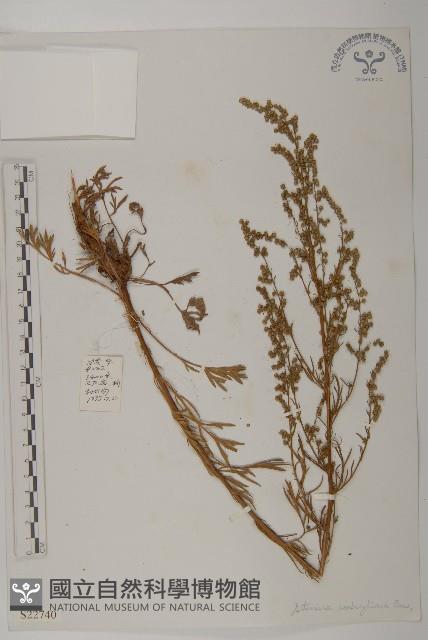 灰苞蒿藏品圖，第1張