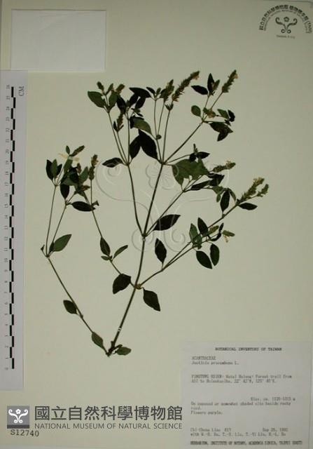 爵床藏品圖，第1張