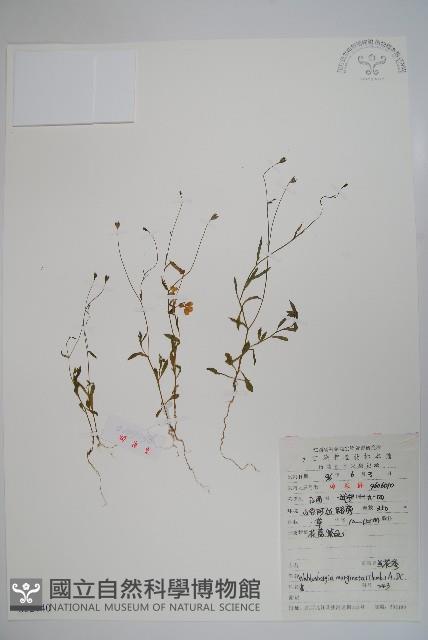 細葉蘭花參藏品圖，第1張