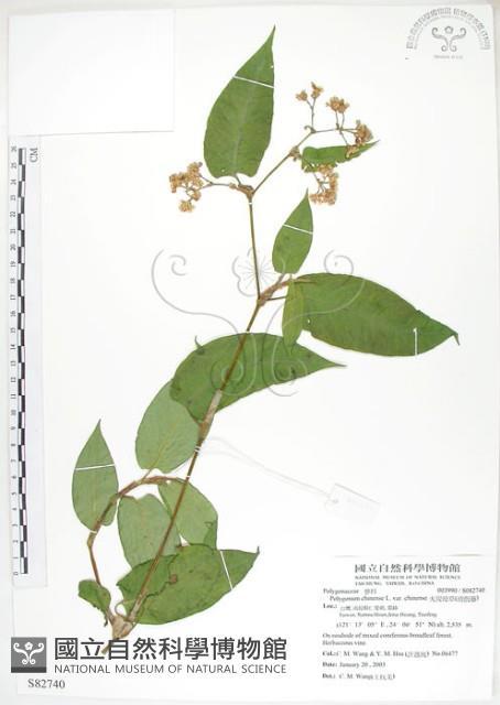 火炭母草、清飯藤藏品圖，第1張