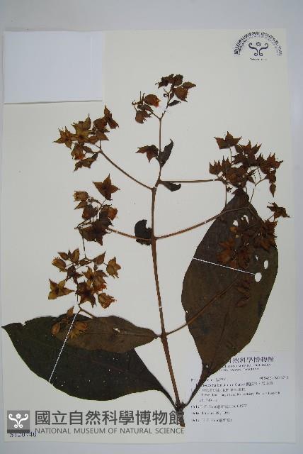 假酸漿、碧果草藏品圖，第1張