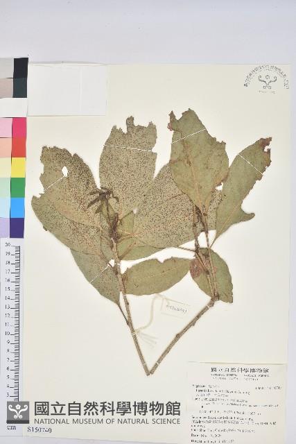 大葉石櫟、大葉校栗藏品圖，第1張