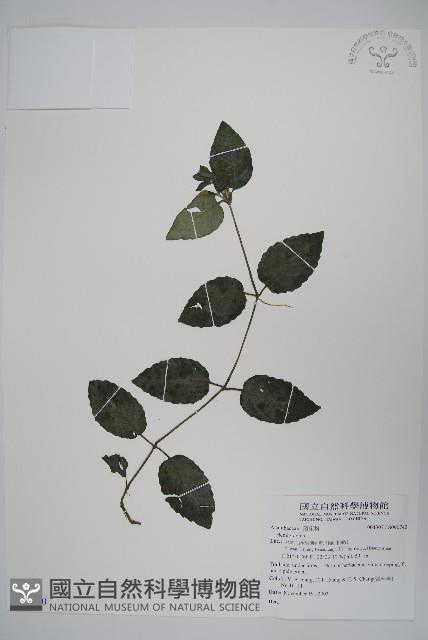 匍匐半插花藏品圖，第1張