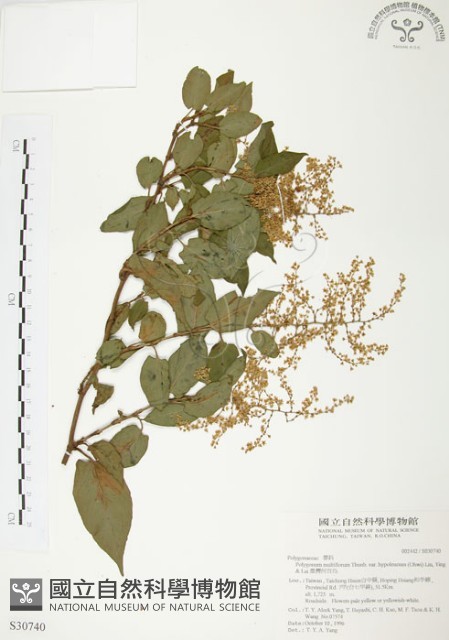 臺灣何首烏藏品圖，第1張