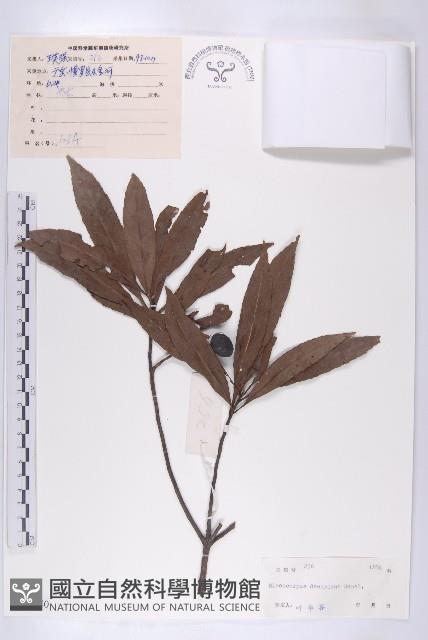 Accession Number:S040740 Collection Image, Figure 1, Total 3 Figures