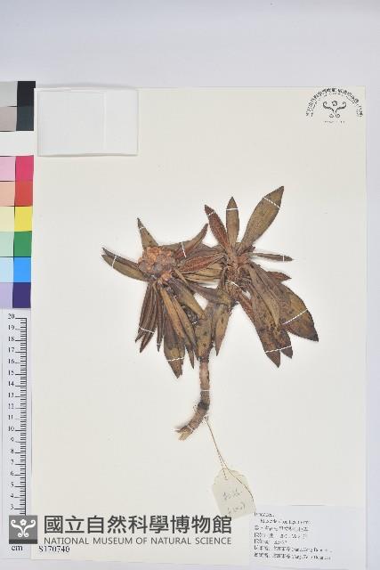 地毯杰鵑花藏品圖，第1張