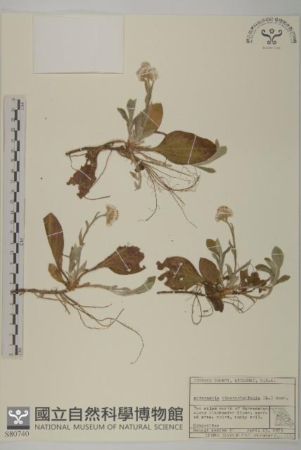 登錄號:S080740藏品圖，第1張