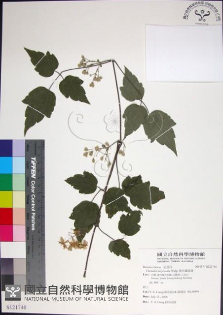 串鼻龍藏品圖，第1張