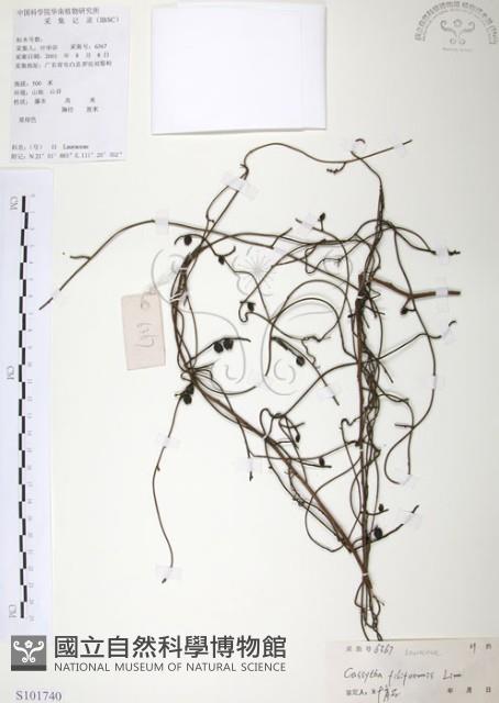 無根草藏品圖，第1張