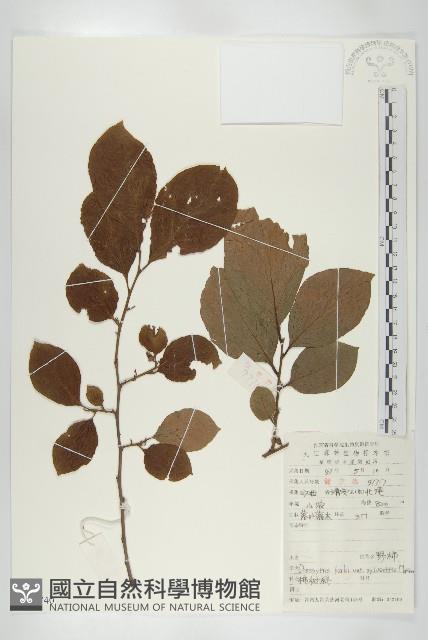 油柿藏品圖，第1張