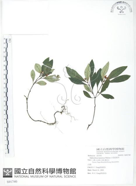 小花蛇根草藏品圖，第1張