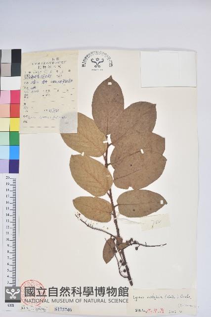 南燭藏品圖，第1張