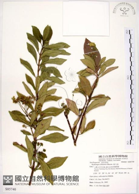 華八仙藏品圖，第1張