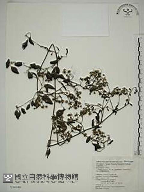 威靈仙藏品圖，第1張