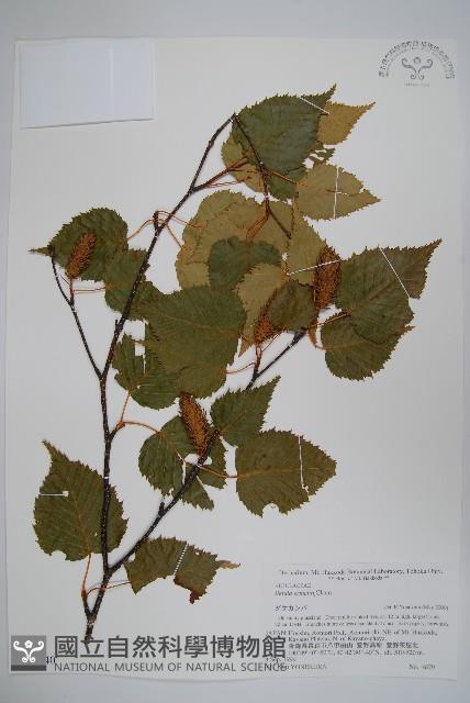 岳樺藏品圖，第1張