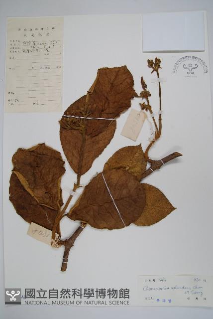 海南鹿角藤藏品圖，第1張