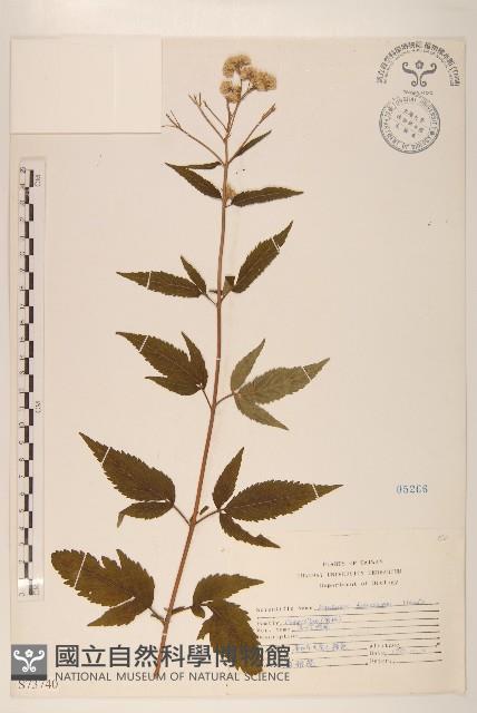 臺灣澤蘭藏品圖，第1張