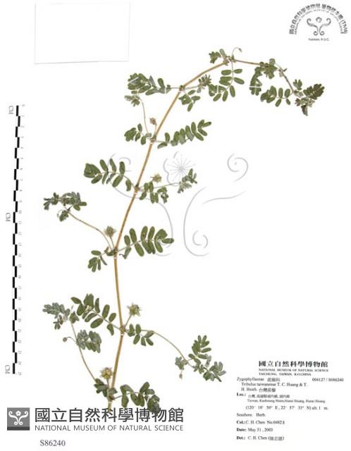 臺灣蒺藜藏品圖，第1張