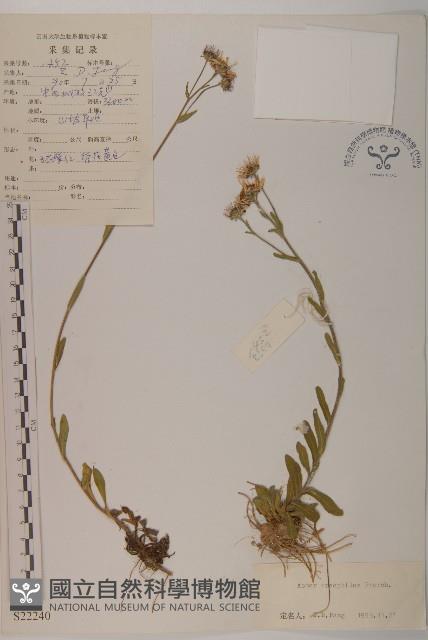 石生紫菀藏品圖，第1張