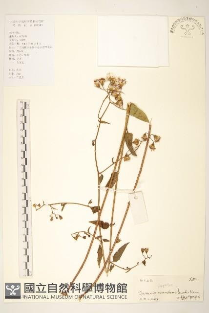 蔓黃菀藏品圖，第1張