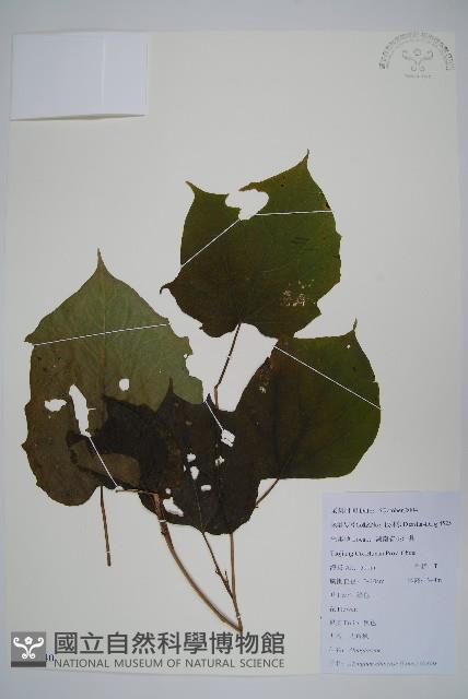 八角楓藏品圖，第1張