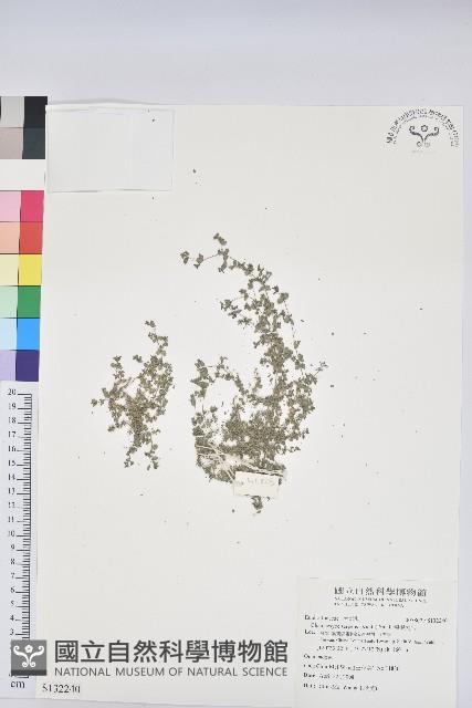 匐根大戟藏品圖，第1張