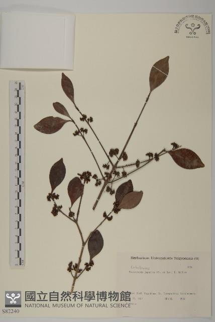 日本賽衛矛、日本假衛矛藏品圖，第1張