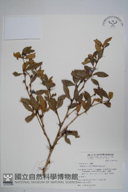 臺灣小蘗藏品圖，第1張