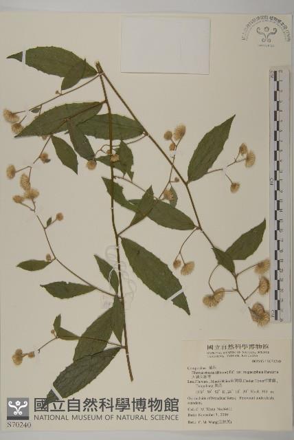 大頭艾納香藏品圖，第1張