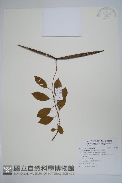 酸藤藏品圖，第1張