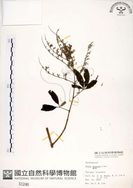 黃荊藏品圖，第1張