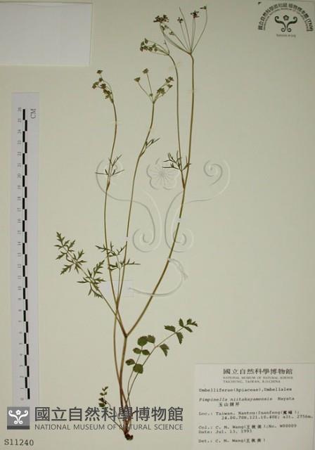 玉山茴香藏品圖，第1張