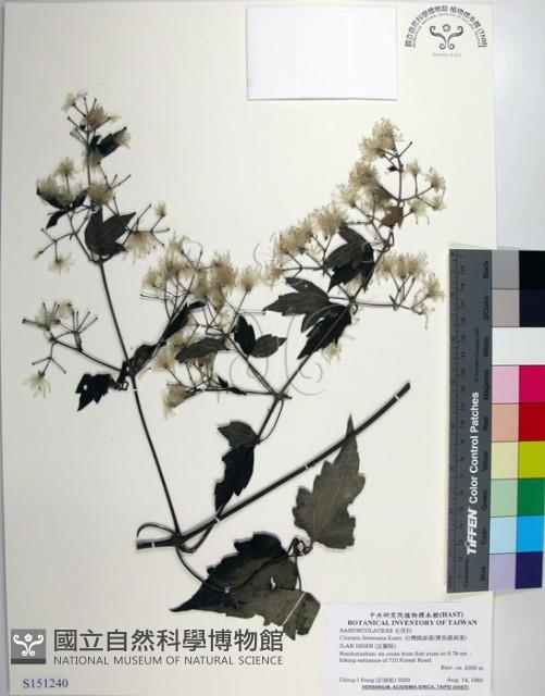 串鼻龍藏品圖，第1張