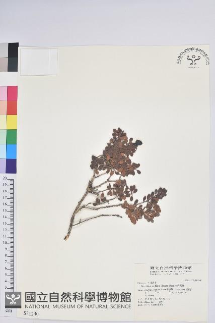 玉山巖桃藏品圖，第1張