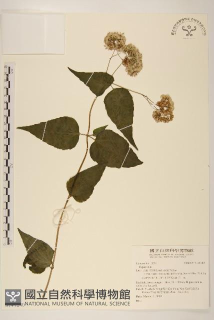 登錄號:S141240藏品圖，第1張