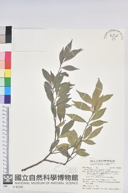 南仁五月茶藏品圖，第1張