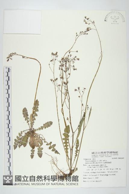 台灣黃鵪菜藏品圖，第1張