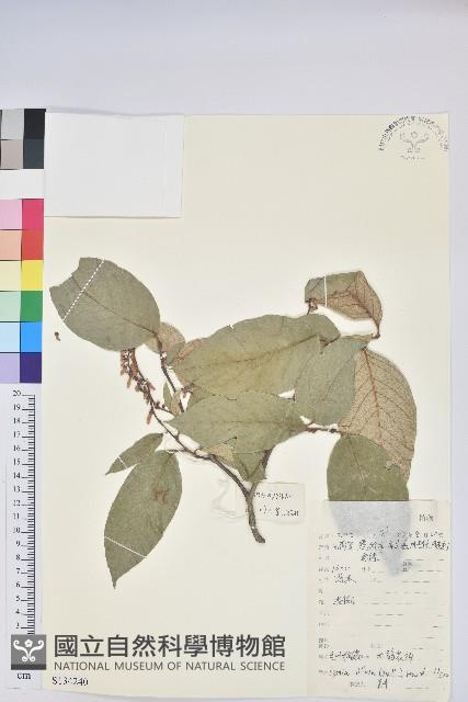 毛葉珍珠花藏品圖，第1張